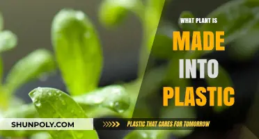 From Nature to Plastic: Exploring Plants Transformed into Sustainable Materials