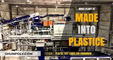From Nature to Plastic: Discover the Plant Behind Synthetic Materials