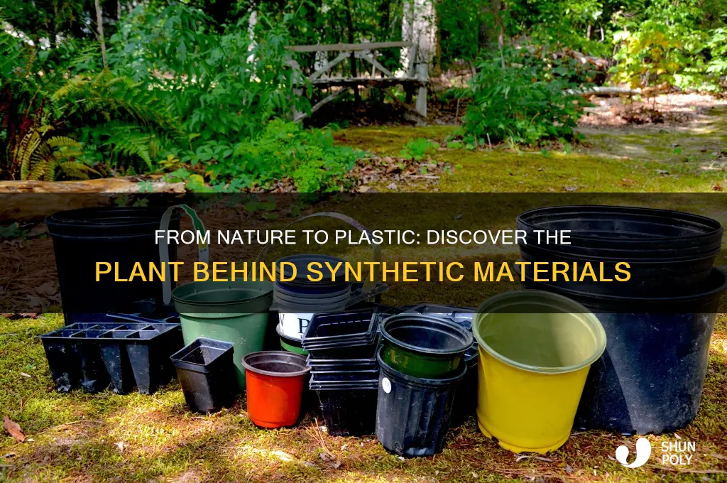 what plant is made into plastice