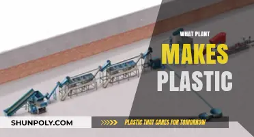 From Nature to Industry: The Plant Behind Plastic Production