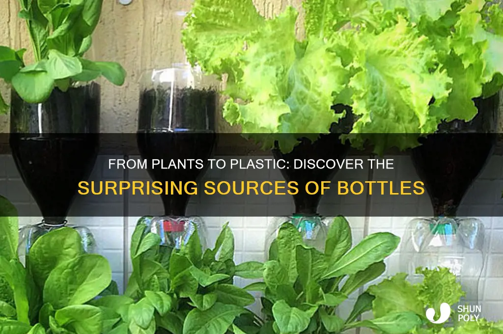 what plants are used to make plastic bottles