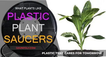Best Plants for Plastic Saucers: Guide and Tips