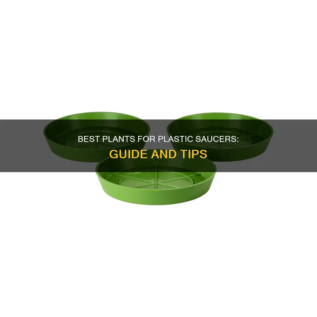 what plants like plastic plant saucers