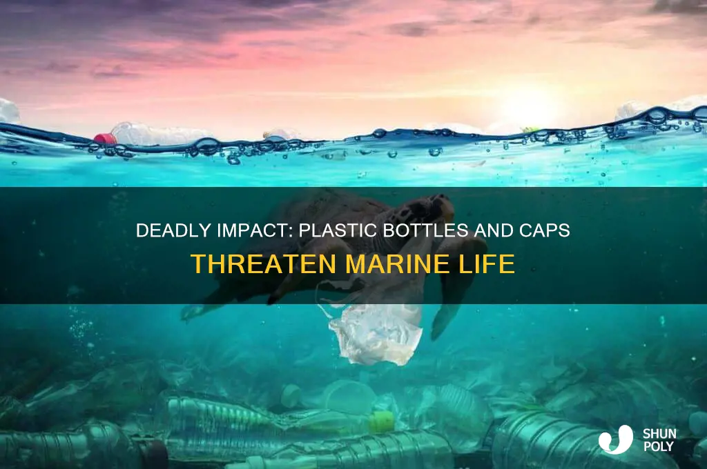 what plastic bottles and caps can do to sea animals