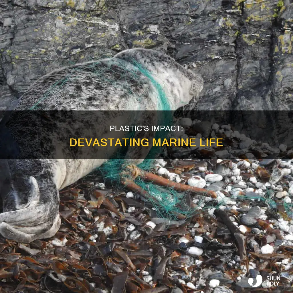 what plastic does to marine life