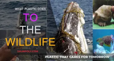 Plastic's Impact: Wildlife's Plight