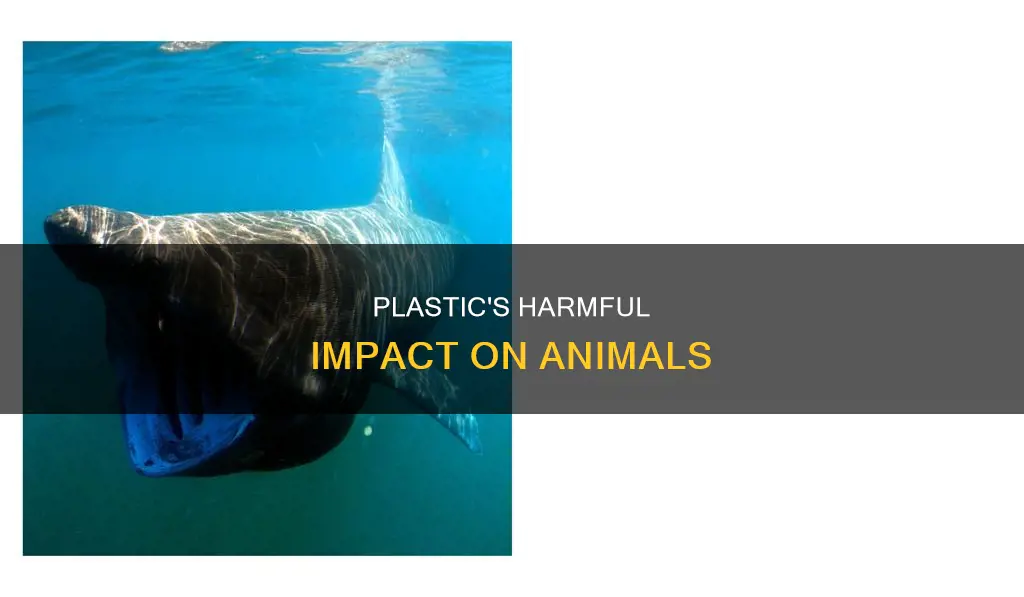what plastic has done to animals