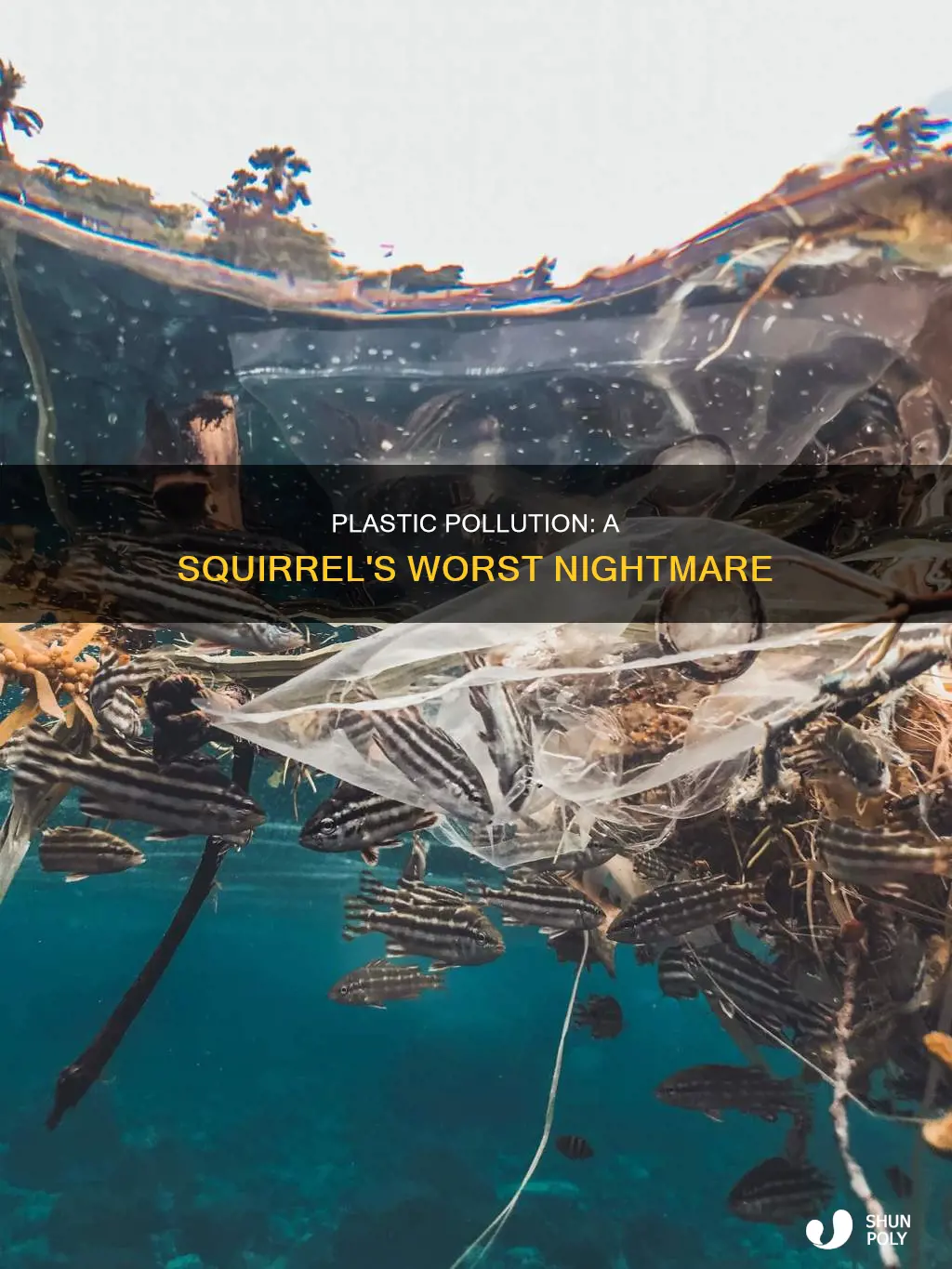 what plastic production have done to squirrel