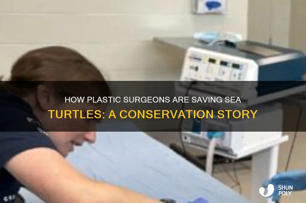 what plastic surgeon sea turtles