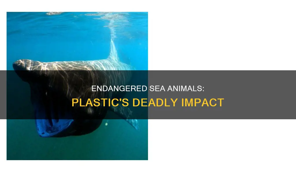 what plastics are endangered sea animals