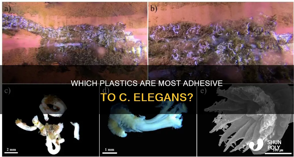 what plastics do c elegans stick to