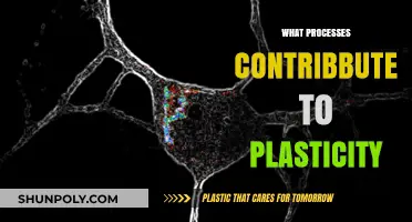 Unveiling the Key Processes Behind Neuroplasticity