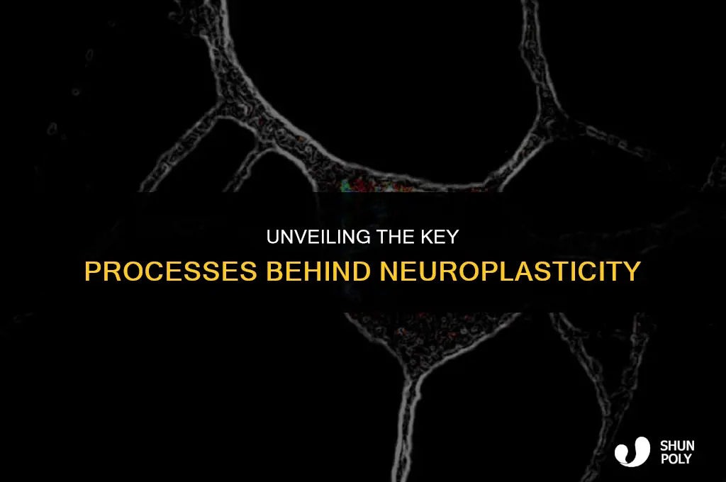 what processes contribbute to plasticity