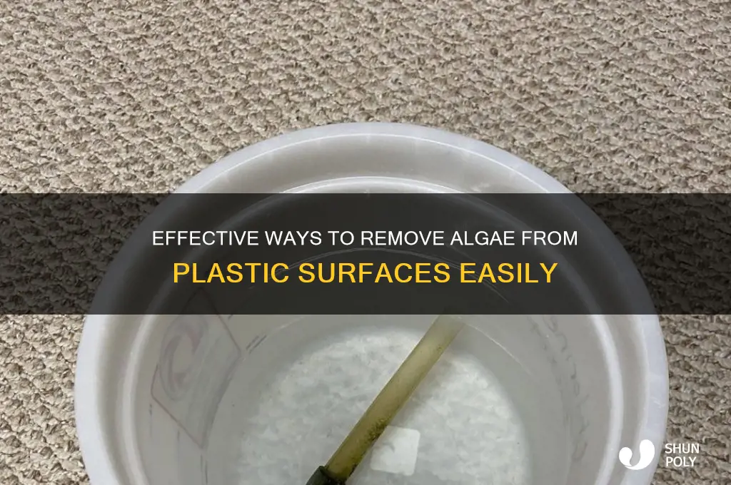 what removes algae from plastic