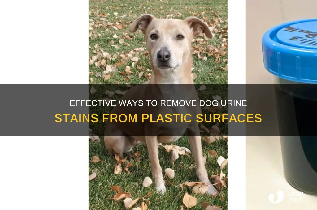 what removes dog urine off of plastics