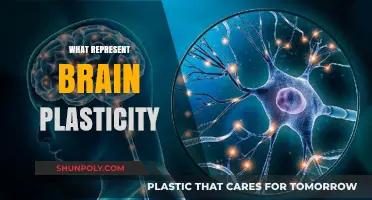 Exploring the Dynamic Nature of Brain Plasticity: A Comprehensive Guide
