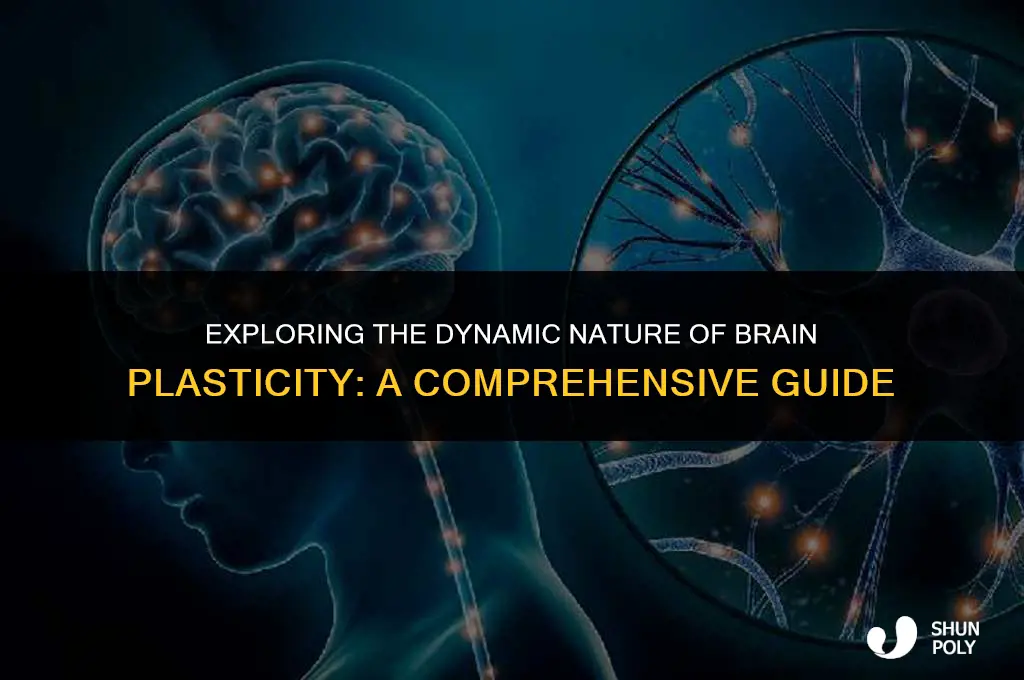 what represent brain plasticity