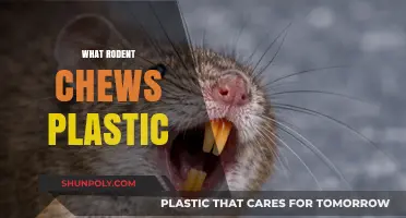 The Surprising Culprit: Which Rodent Loves to Chew Plastic?