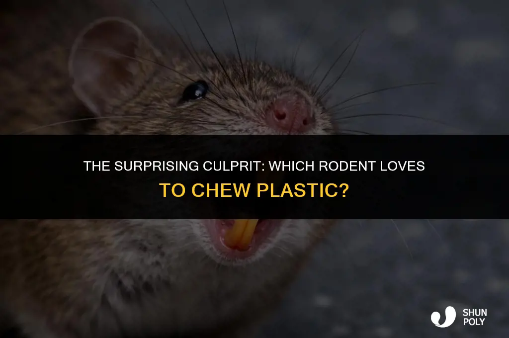 what rodent chews plastic