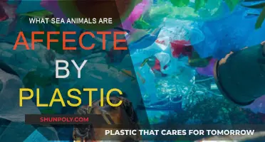 Plastic's Impact: Sea Animals in Danger