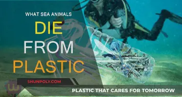 Plastic Pollution: A Deadly Threat to Marine Life