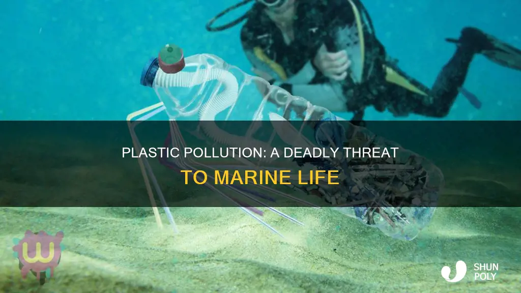 what sea animals die from plastic