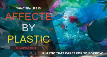 Plastic Impact: Devastating Effects on Marine Life