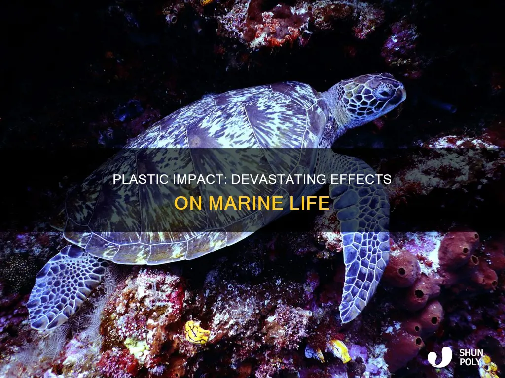 what sea life is affected by plastic