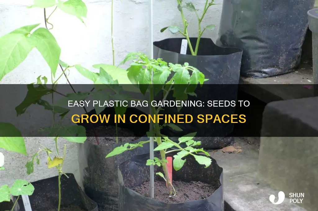 what seeds can you grow in a plastic bag