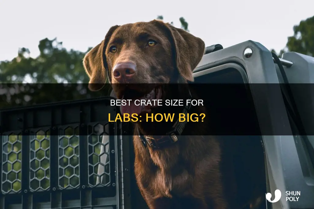 what size plastic crate for labrador