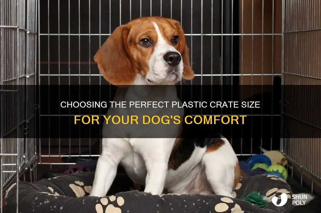 what size plastic crate should i get my dog