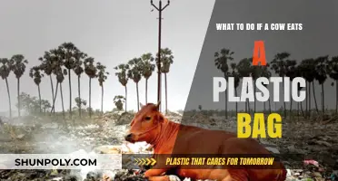 Cow Ate Plastic? Immediate Steps to Help and Prevent Future Incidents