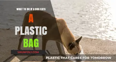 Dog Ate Plastic Bag? Immediate Steps to Safeguard Your Pet's Health