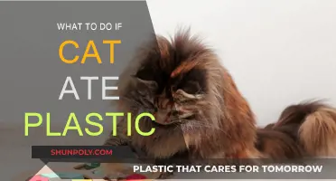 Cat Ate Plastic? Here's What to Do