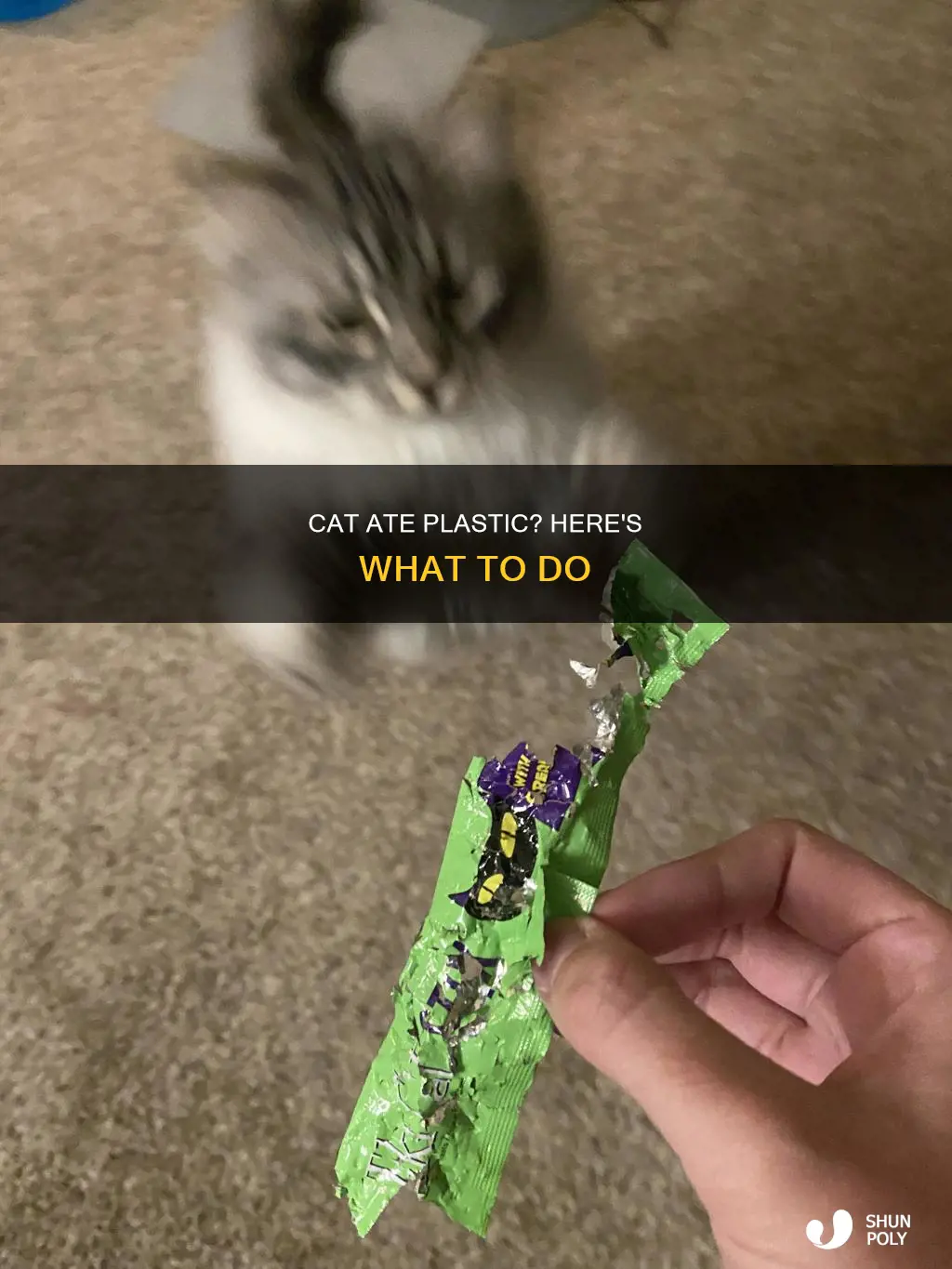 what to do if cat ate plastic