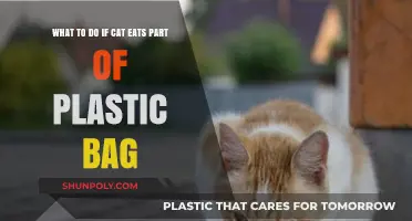 Cat Ate Plastic Bag? Immediate Steps to Ensure Your Cat's Safety