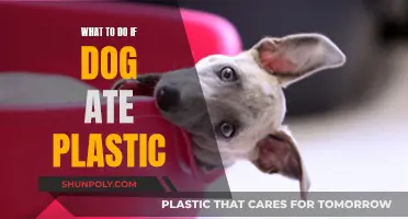 How to Act if Your Dog Ate Plastic?