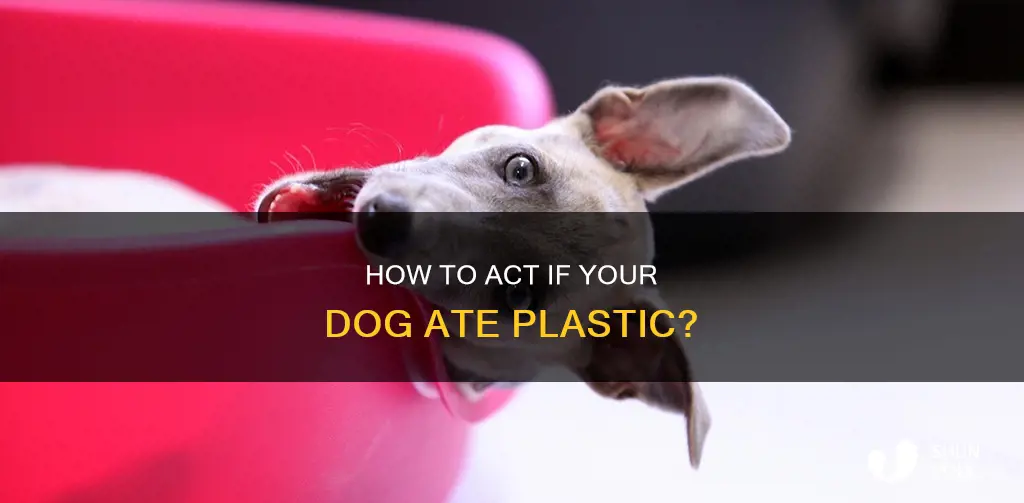 what to do if dog ate plastic