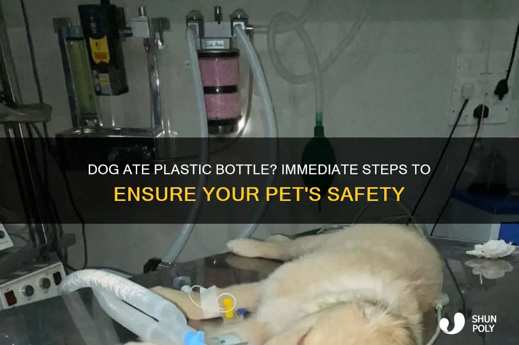 what to do if dog eats plastic bottle