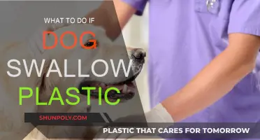 Immediate Actions to Take If Your Dog Swallows Plastic