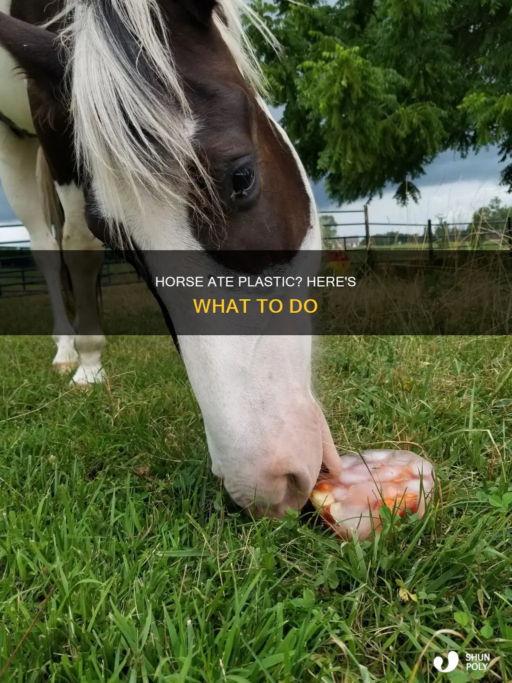 what to do if horse ate plastic