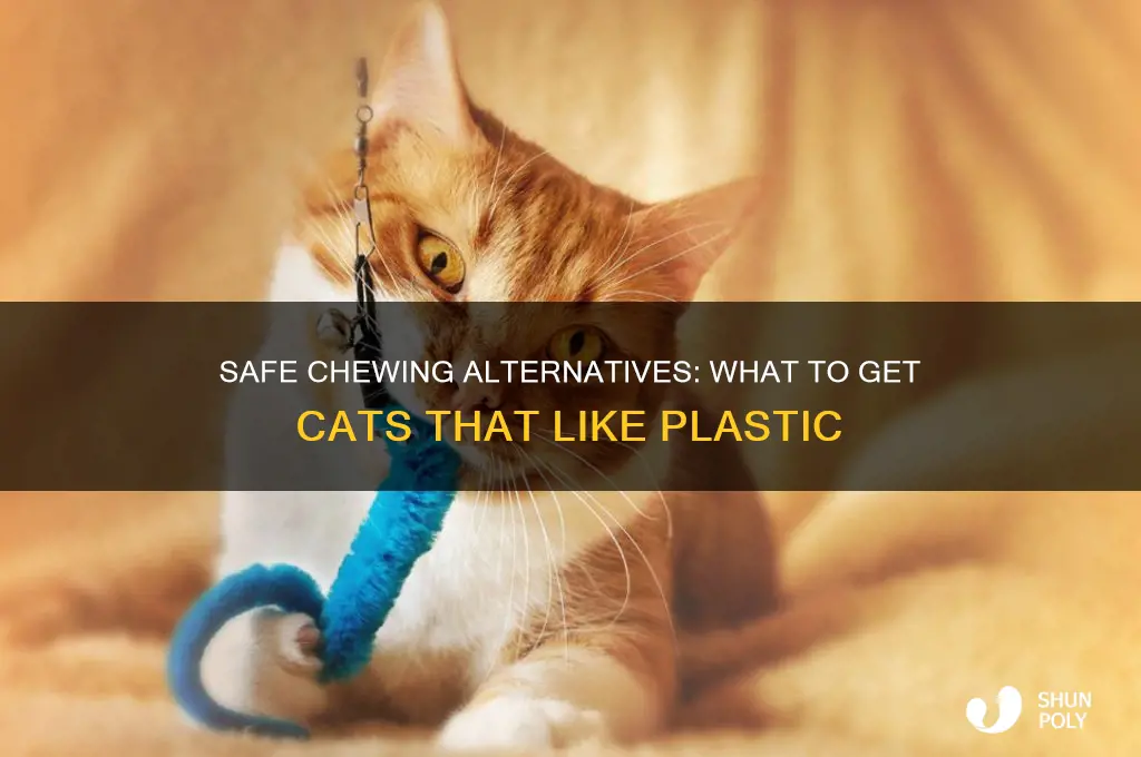 what to get cats that like to chew plastic