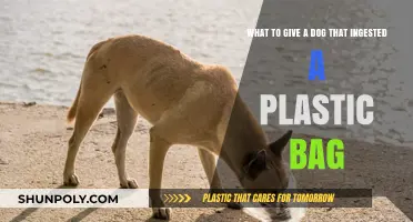 Dog Ate Plastic Bag? Immediate Steps and Remedies to Help