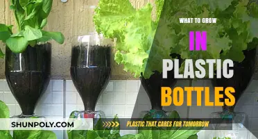 Creative Gardening: Easy Plants to Grow in Plastic Bottles