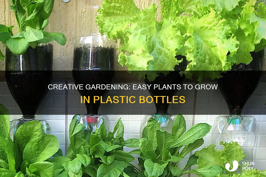 what to grow in plastic bottles