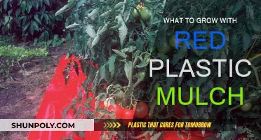 Red Plastic Mulch: Companion Planting for Success