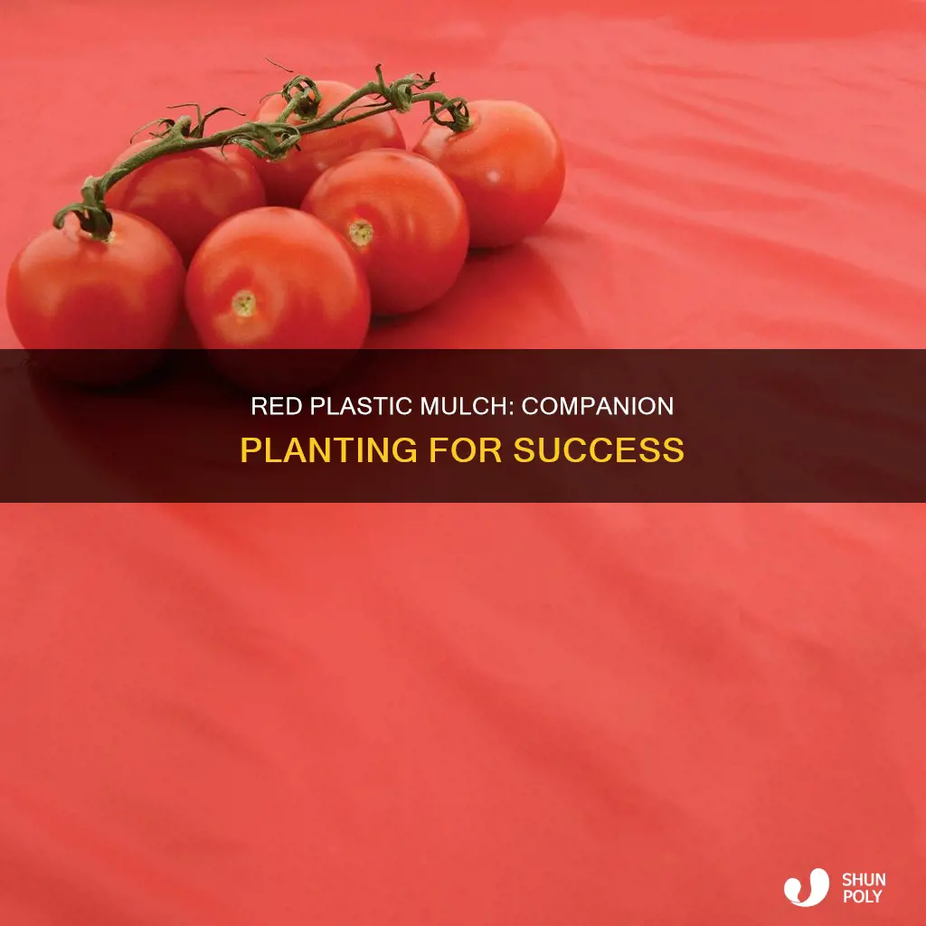 what to grow with red plastic mulch
