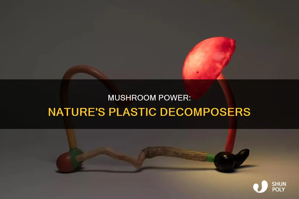 what type of mushrooms decompose plastic