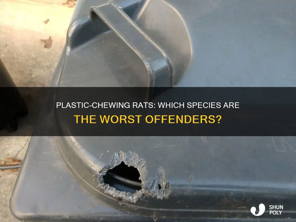what type of rats chew through plastic containees