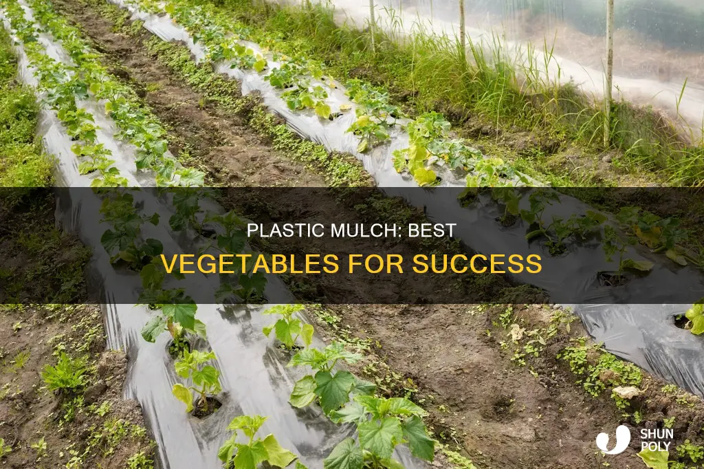 what vegetables do good in plastic mulch